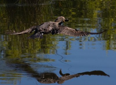 Cormorant taking off with fish in reflection