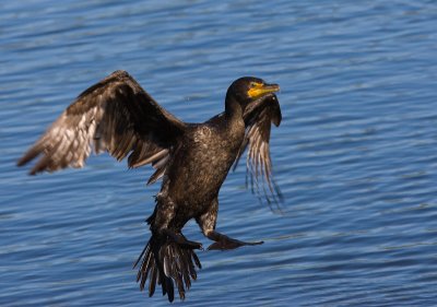 Cormorant landing - brakes on