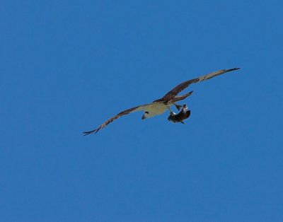 Osprey with catch