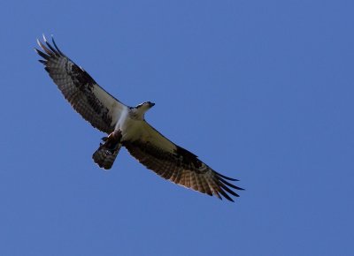 Osprey with catch