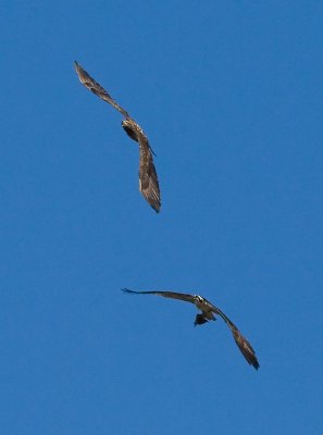 Eagle chasing Osprey
