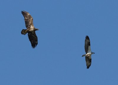 Eagle chasing Osprey