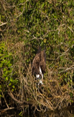 Osprey dive