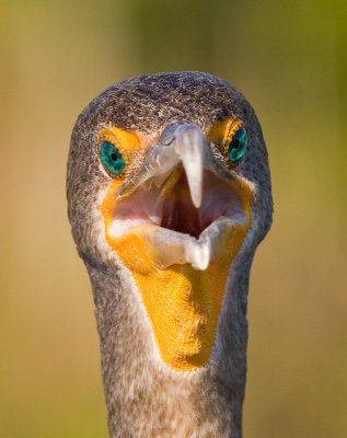 Cormorant head shot