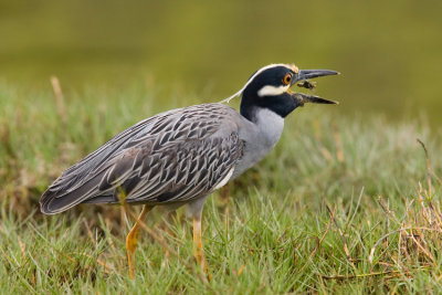 yellow Crowned Night Heron with Breakfast