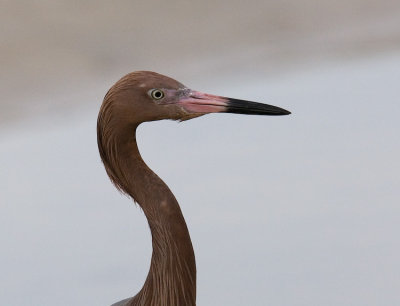 Reddish Egret