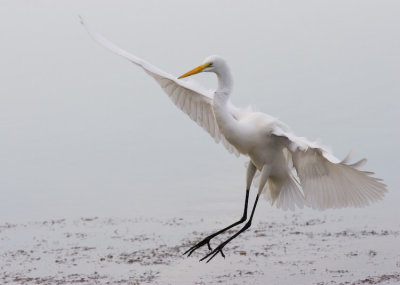 Great White Egret Landing
