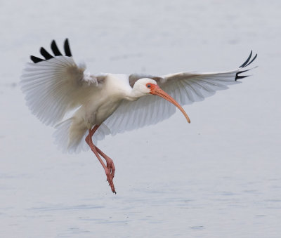 White Ibis Landing