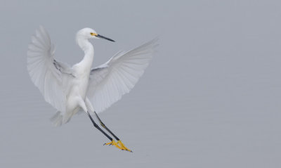 Snowy Egret Landing
