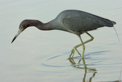 Little Blue Heron