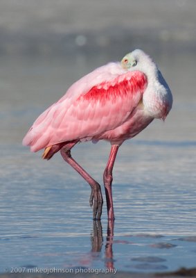 Roseate Spoonbill