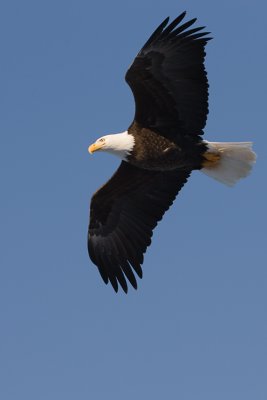 On Eagle wings