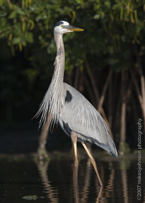 Great Blue Heron