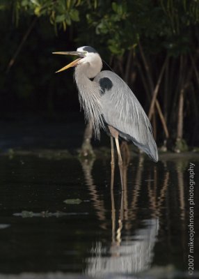 Great Blue Heron