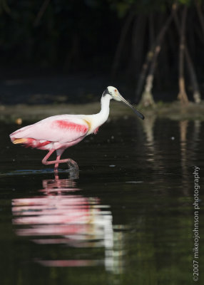 Roseate Spoonbill