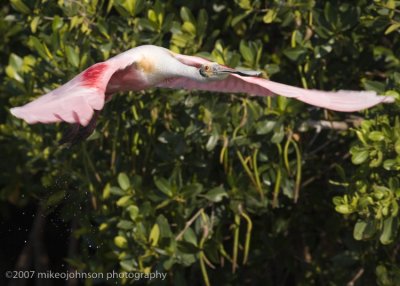 Spoonbill flight shot