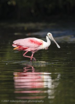 Roseate Spoonbill