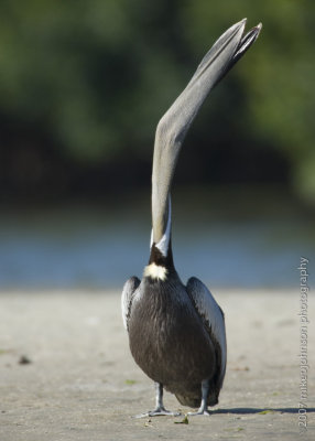 Pelican head throw