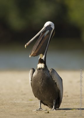 Brown Pelican