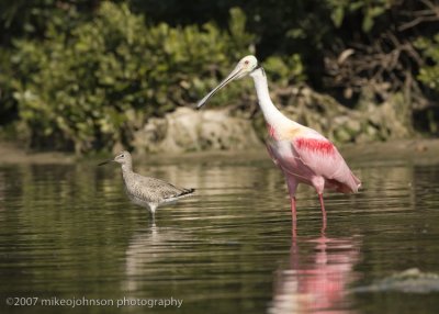 Roseate Spoonbill and Willet