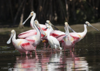 Spoonbills with Snowy Egret - where did he come from?