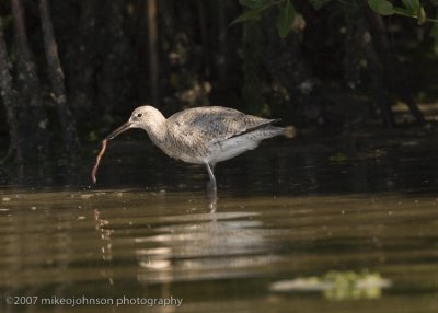 Willet with worm