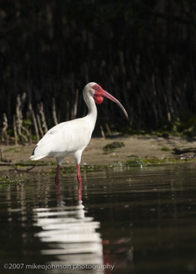 White Ibis in breeding plumage
