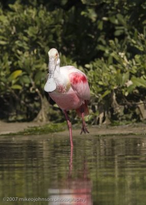 Roseate Spoonbill