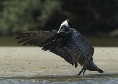 Pelican bow