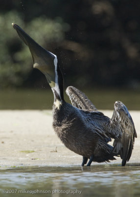 Pelican