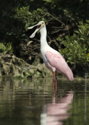 Roseate Spoonbill