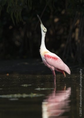 Roseate Spoonbill head throw