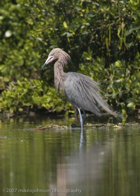 Reddish Egret