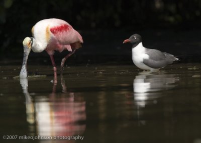 Roseate Spoonbill and Laughing Gull