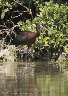 Glossy Ibis
