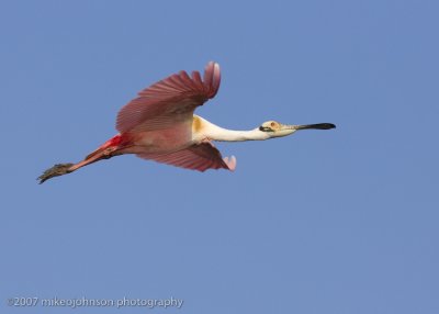 Spoonbill flight shot
