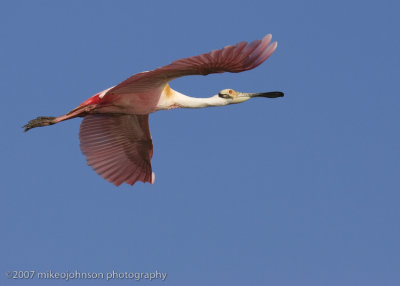 Spoonbill flight shot
