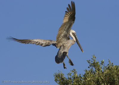 Pelican landing
