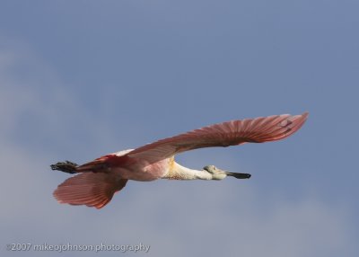 Spoonbill flight shot