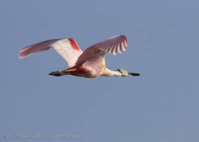 Spoonbill flight shot