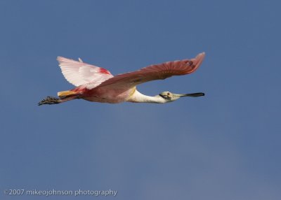 Spoonbill flight shot