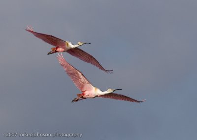 Spoonbill flight shot