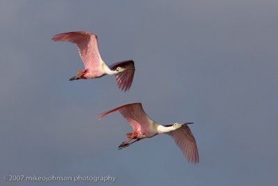 Spoonbills in flight