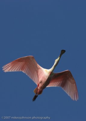 Spoonbill flight shot