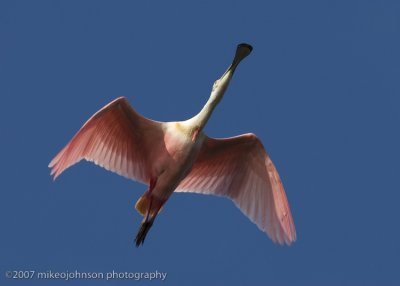 Spoonbill flight shot