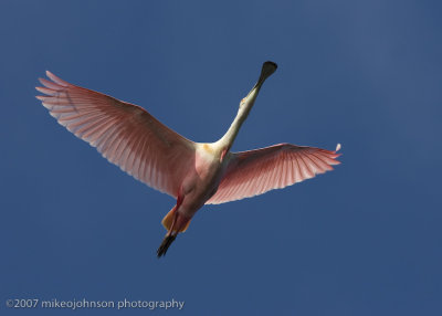Spoonbill flight shot