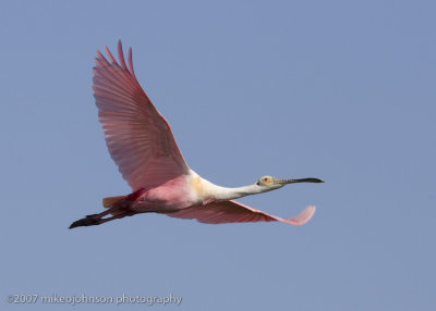 Spoonbill flight shot