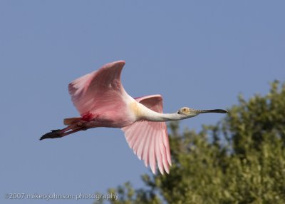 Spoonbill flight shot