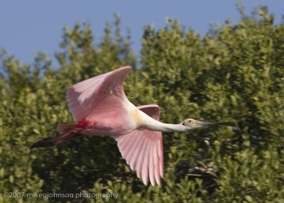 Spoonbill flight shot