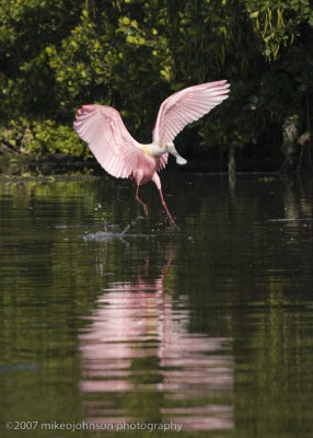 Spoonbill landing